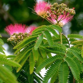 albicia-albizia