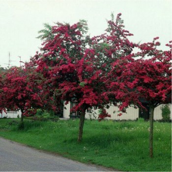 hloh-crataegus