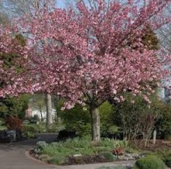 okrasna-ceresna-prunus-serrulata