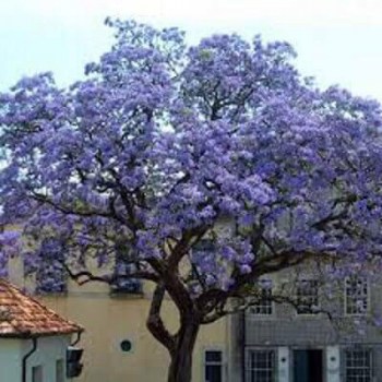 paulovnia-paulownia